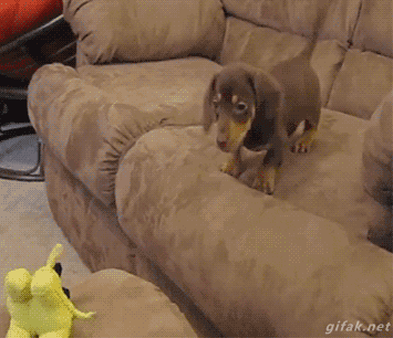 A dog jumping sofas #fail