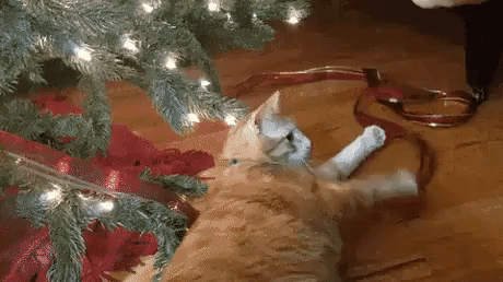 Cat Stopped Working in funny gifs
