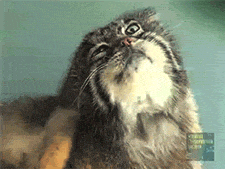 pallas cat animated GIF 