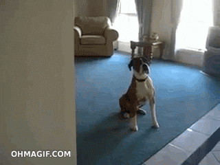 Funny dogs GIFs - Find & Share on GIPHY