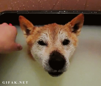 smiles GIF