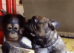 dog monkey lick makeout animal friendship