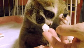 Slow Loris GIF - Find & Share on GIPHY