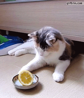 cat with lemon