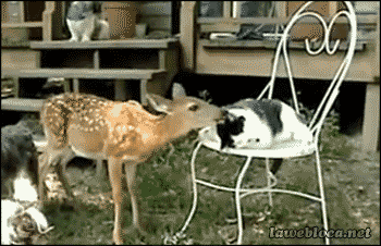 animal friendship animated GIF