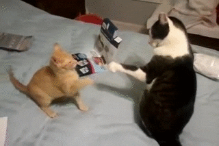 Https Encrypted Tbn0 Gstatic Com Images Q Tbn And9gcsjjq43b3fkinrzk2wd9kqvakdoscxy0fwg4g Usqp Cau