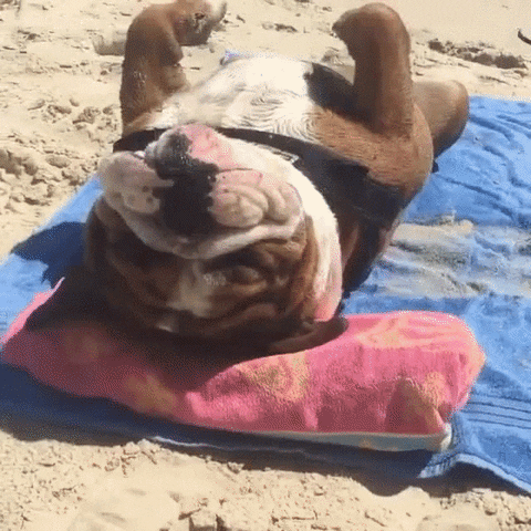 tanning sun bathing dog