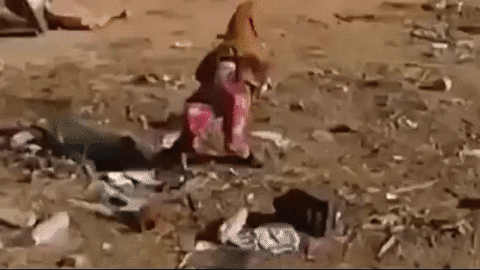 giphy.gif