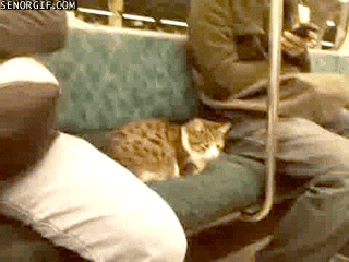 Gif of a cat on a subway