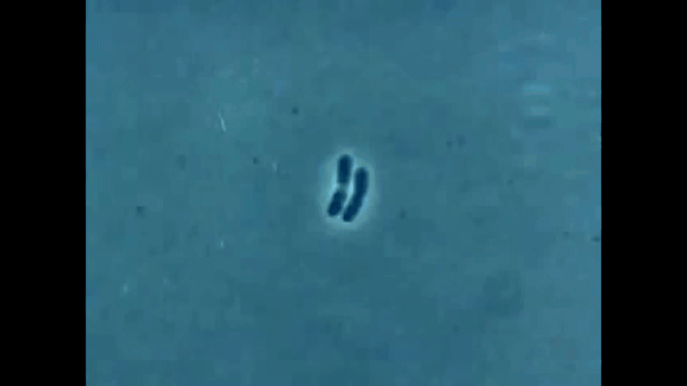 Math Bacteria Find And Share On Giphy
