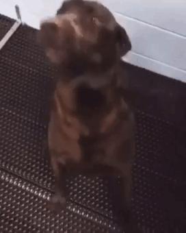 giphy-downsized-large.gif