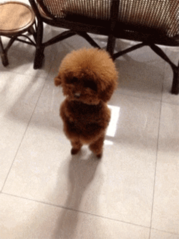 A GIF of cute dog dancing