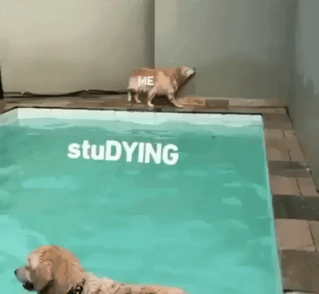 Study and Me in funny gifs