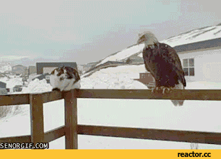 https://media.giphy.com/media/14a1jkxKwdCKI0/giphy.gif