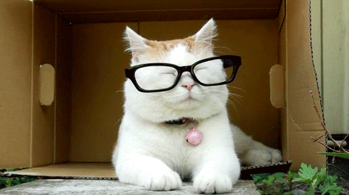 cat hipster glasses
