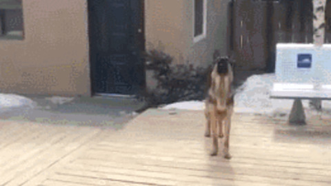 Oh Poor Doggy best Gif