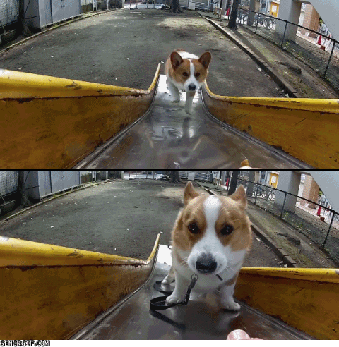 Dog Funny Fail GIFs Find Share On GIPHY Dog Funny Fail GIFs Find Share On GIPHY