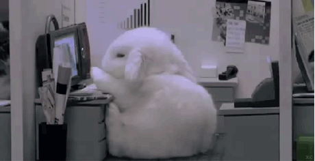 A cute bunny sits up at a tiny computer desk before closing its eyes and flopping backwards
