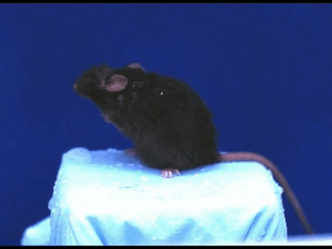 The Huffington Post mouse slow motion shaking animal