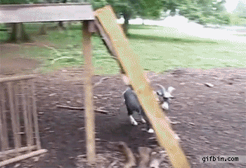 Goat going down slide GIF