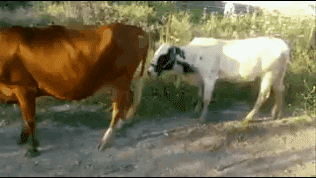 fail sex cow humping