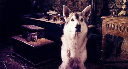Game Of Thrones Puppy GIF - Find & Share on GIPHY