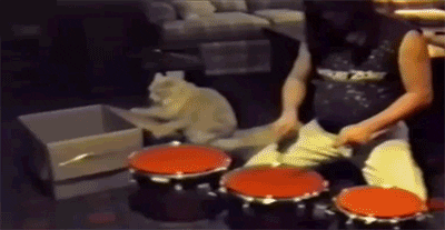 Cat Drumming GIF - Find & Share on GIPHY