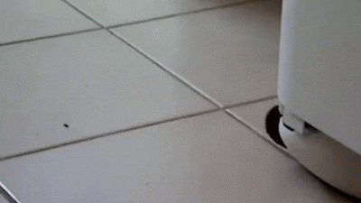 Hedgehog Toilet Paper Roll GIF - Find & Share on GIPHY
