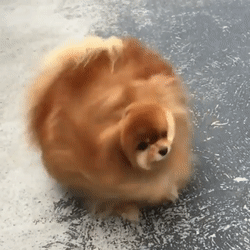 Very fluffy golden chihuahua shakes its head in slomo and long hair swirls around it's body.