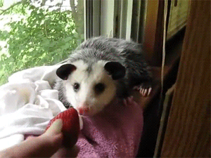 Strawberry Possum GIF - Find & Share on GIPHY