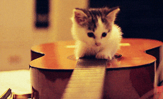 Cute Kitten Playing On Guitar GIFs - Find & Share on GIPHY