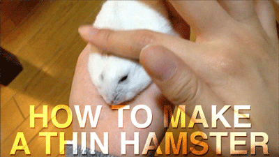 How to make a thin hamster