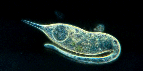 Microbiology GIF - Find & Share on GIPHY