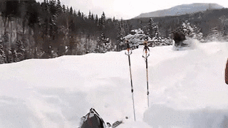 Moose GIF - Find & Share on GIPHY