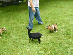 Baby Goat GIF - Find & Share on GIPHY