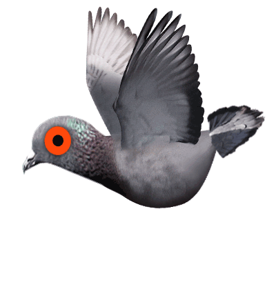 Pigeon GIF - Find & Share on GIPHY