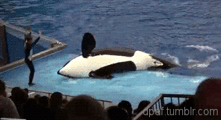 fail high five whale owned orca