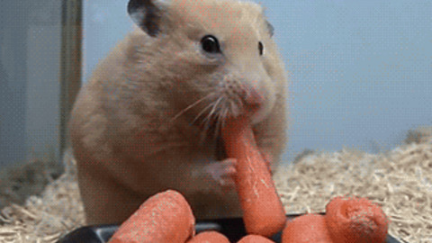 Bunny Loves Carrot best Gif