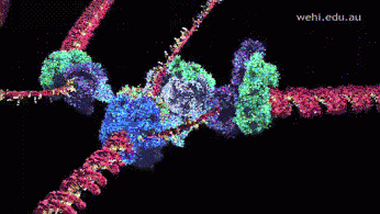 Dna Replication GIF - Find & Share on GIPHY