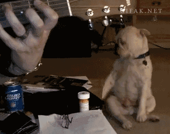Dog Dancing GIF - Find & Share on GIPHY