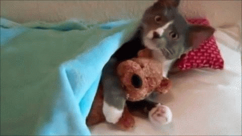 giphy.gif