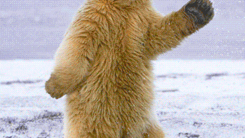 The Dancing Polar Bears GIFs - Find & Share on GIPHY