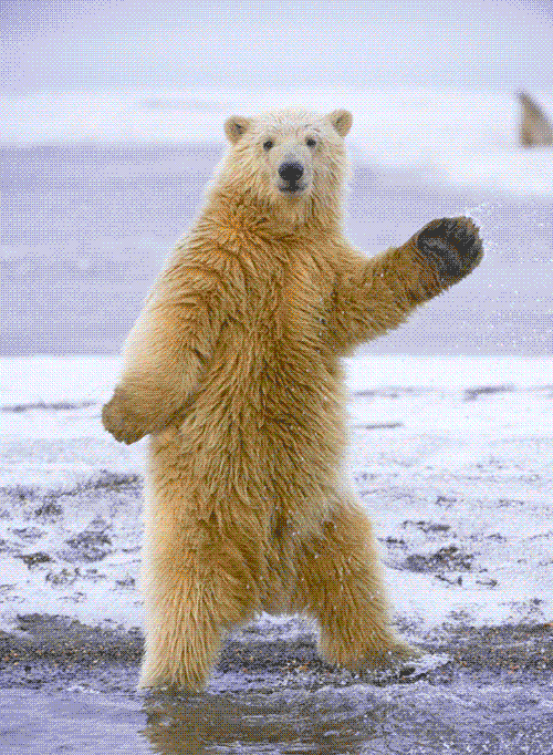 Cute Polar Bear Animation Bears Bare Cartoon Bear Network Wallpaper
