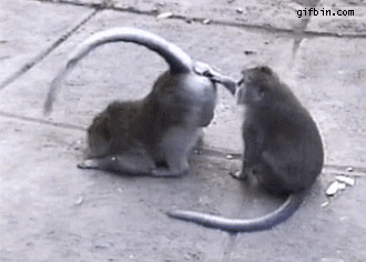https://media.giphy.com/media/14yj3T73uSE2m4/giphy.gif