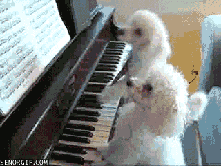 Dog Play GIF by Cheezburger - Find & Share on GIPHY