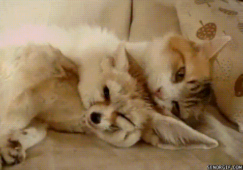 Interspecies GIF - Find & Share on GIPHY