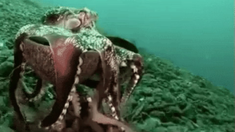 Octopus carrying coconut shell gif