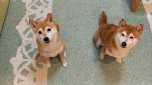 dog tapping other dog