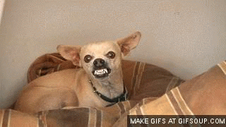 Mean Chihuahua Dog GIF
