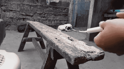 giphy.gif